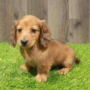 Dachshund 6523