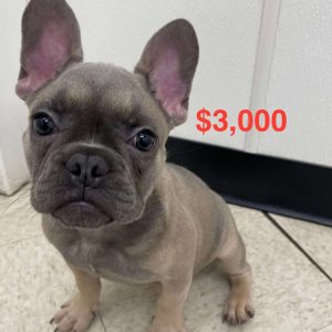 French Bulldog 7621