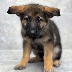 German Shepherd 4885