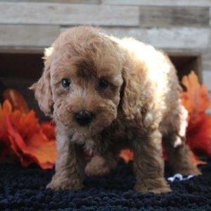 Mini Poodle 7135