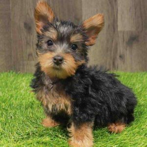 Silky Terrier 6173