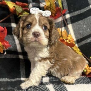 Cocker Spaniel 3872