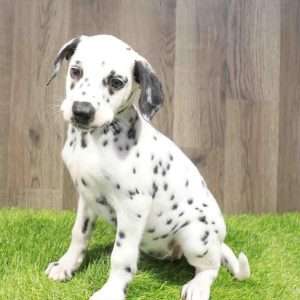 Dalmatian 9185