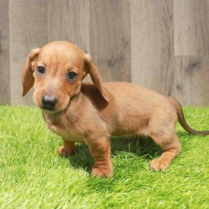 Dachshund 9013