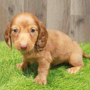 Dachshund 9260