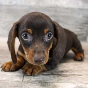 Dachshund 9514