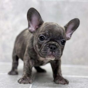 French Bulldog 7236