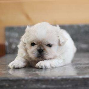 Pekingese 7257