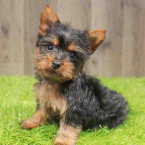 Silky Terrier 6254