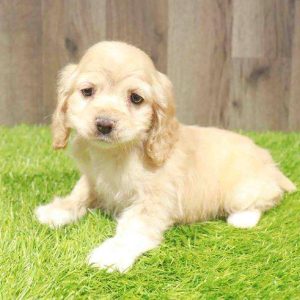 Cocker Spaniel 9229