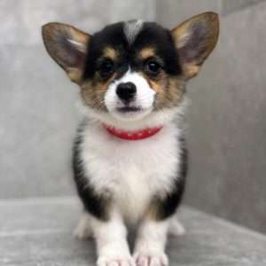 Pembroke Welsh Corgi 6965
