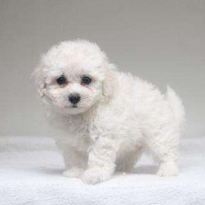 Coton de Tulear 4812