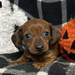 Dachshund 3080