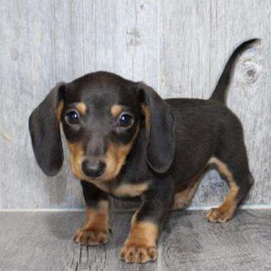 Dachshund 6485