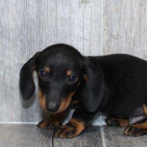 Dachshund 6486