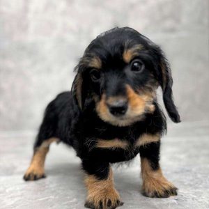 Dachshund 7202