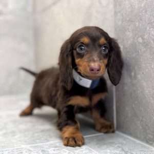 Dachshund 7536