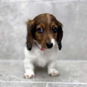 Dachshund 7734