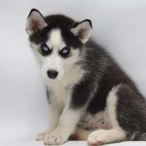Siberian Husky 2618