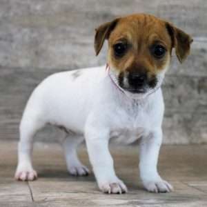 Jack Russell Terrier 1545