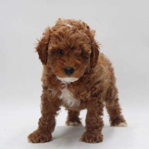 Mini Poodle 0897