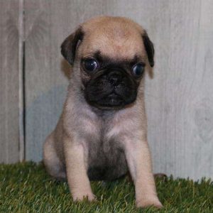 Pug 4516