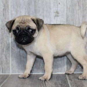 Pug 6521