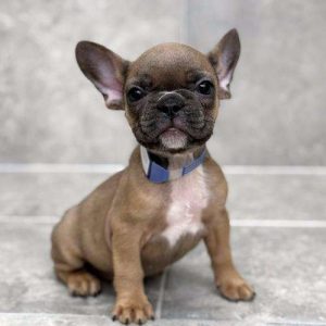 French Bulldog 7485