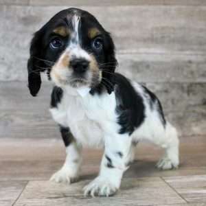 Cocker Spaniel 6582