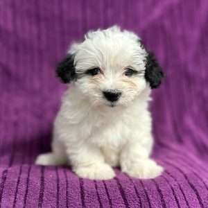 Coton de Tulear 0928
