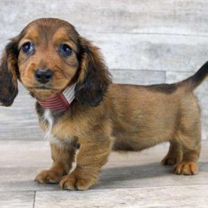Dachshund 2519