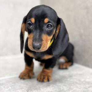 Dachshund 7510