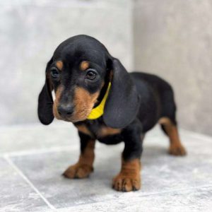 Dachshund 7511
