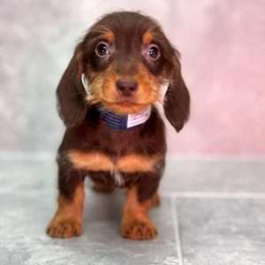 Dachshund 7661