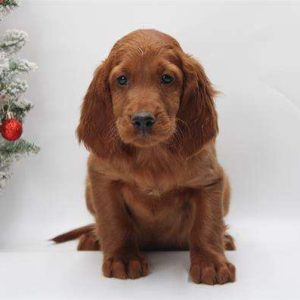 Irish Setter 8273