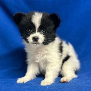 Papillon 0522