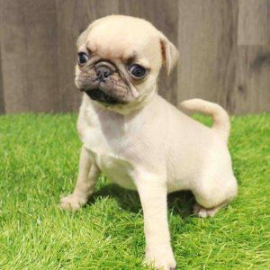 Pug 4656