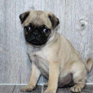 Pug 6285