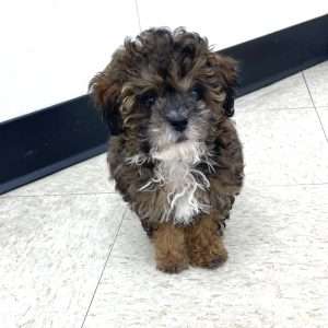 Miniature Poodle # 0558