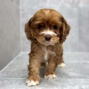 Cocker Spaniel 7589