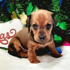 Dachshund 4513