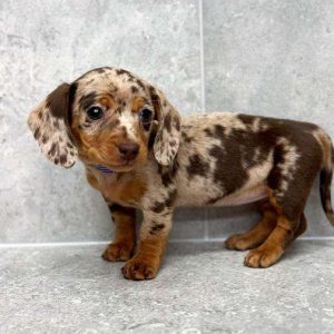 Dachshund 7549