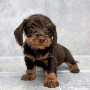 Dachshund 7550