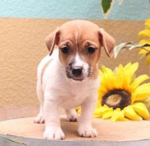 Jack Russell Terrier 8390