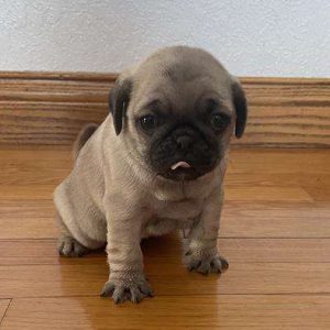Pug 4687
