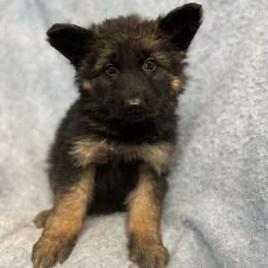 German Shepherd 8533