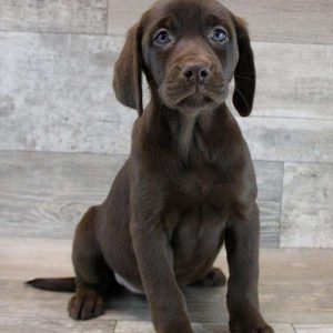 Labrador Retriever 4606