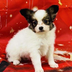 Papillon 4149