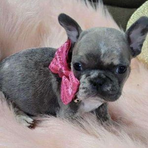 French Bulldog 4604