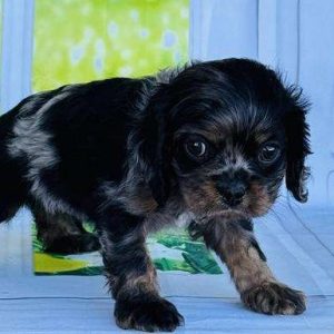Cocker Spaniel 2323